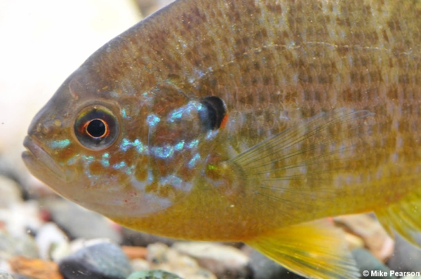 Photo of Lepomis gibbosus by Mike Pearson